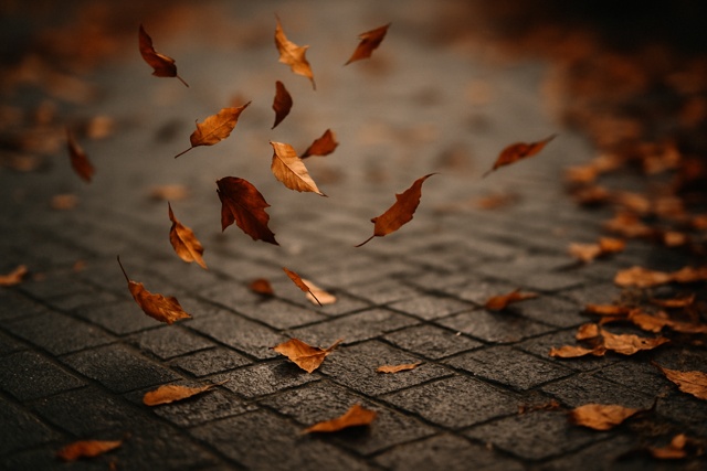 falling_autumn_leaves