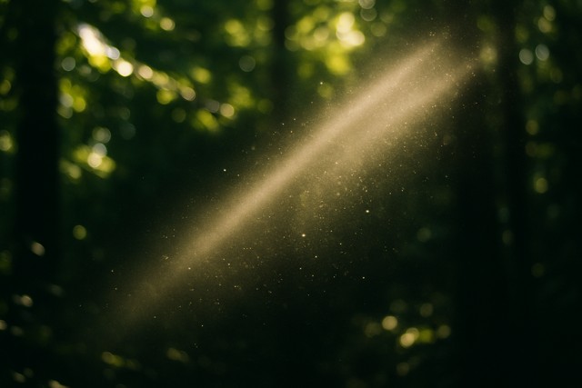 forest-light-beam